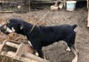 Recomandări ale specialiştilor, în contextul inundaţiilor: Animalele nu trebuie să fie ţinute legate, să se poată salva