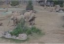 Cinci elefanți de la o grădină zoologică, surprinși formând un „cerc de alertă” pentru a proteja un pui în timpul unui cutremur cu magnitudinea de 5,2